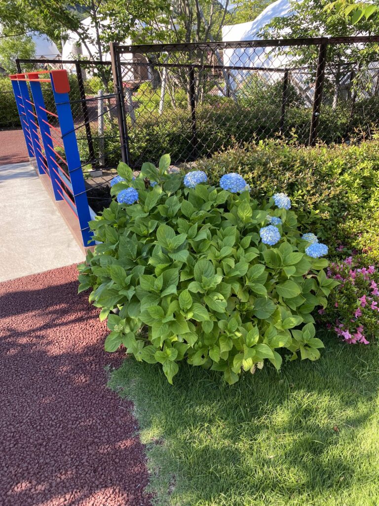 敷地内の紫陽花
