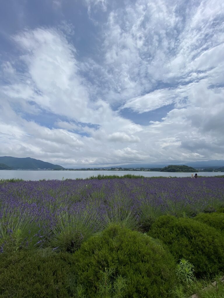 ラベンダーその２