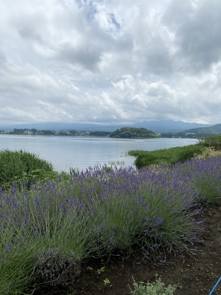 河口湖とラベンダー畑