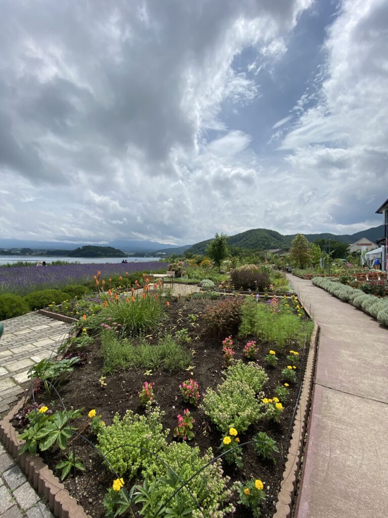 ラベンダーその３